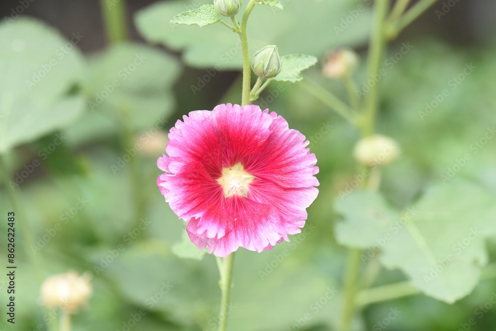 red hollyhock close up on the flower
