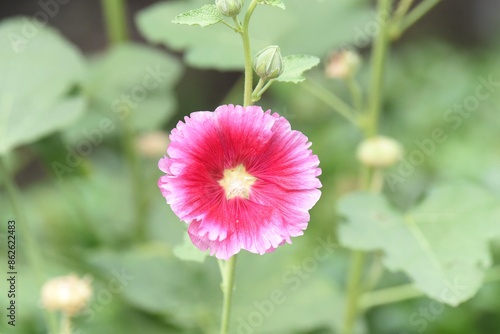 Obraz na płótnie red hollyhock close up on the flower w salonie