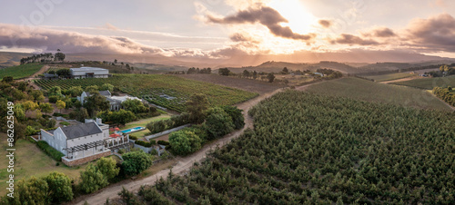 Aerial view of vineyard at sunset in Elgin, Western Cape, South Africa. photo