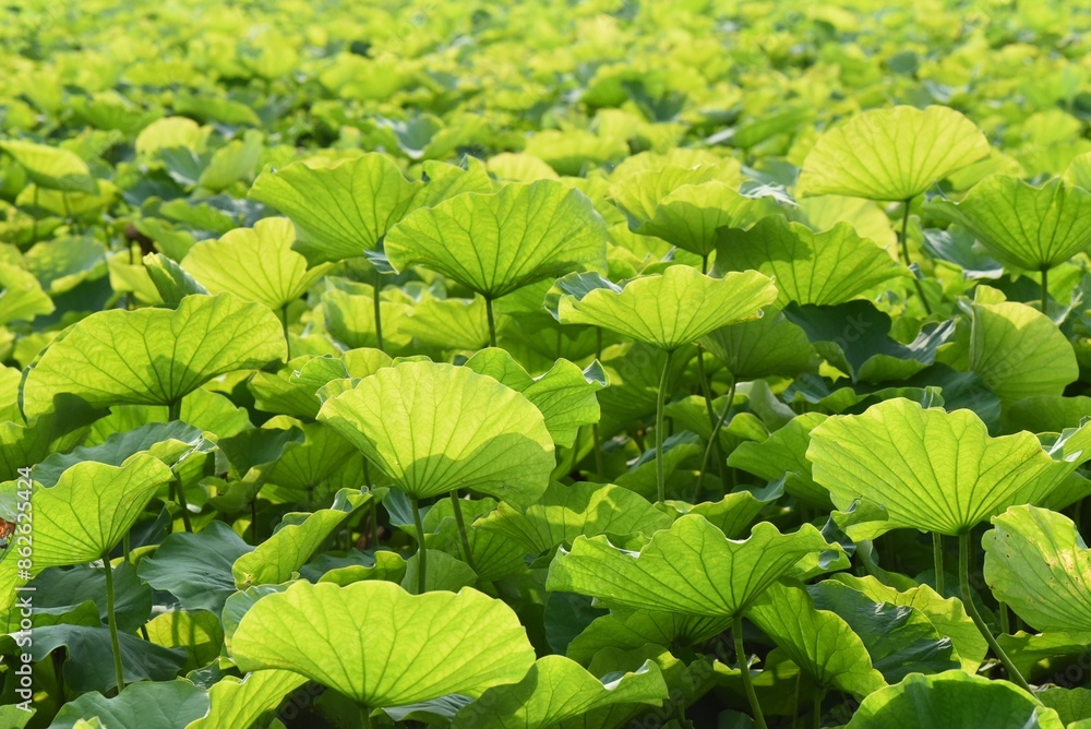 background green lotus