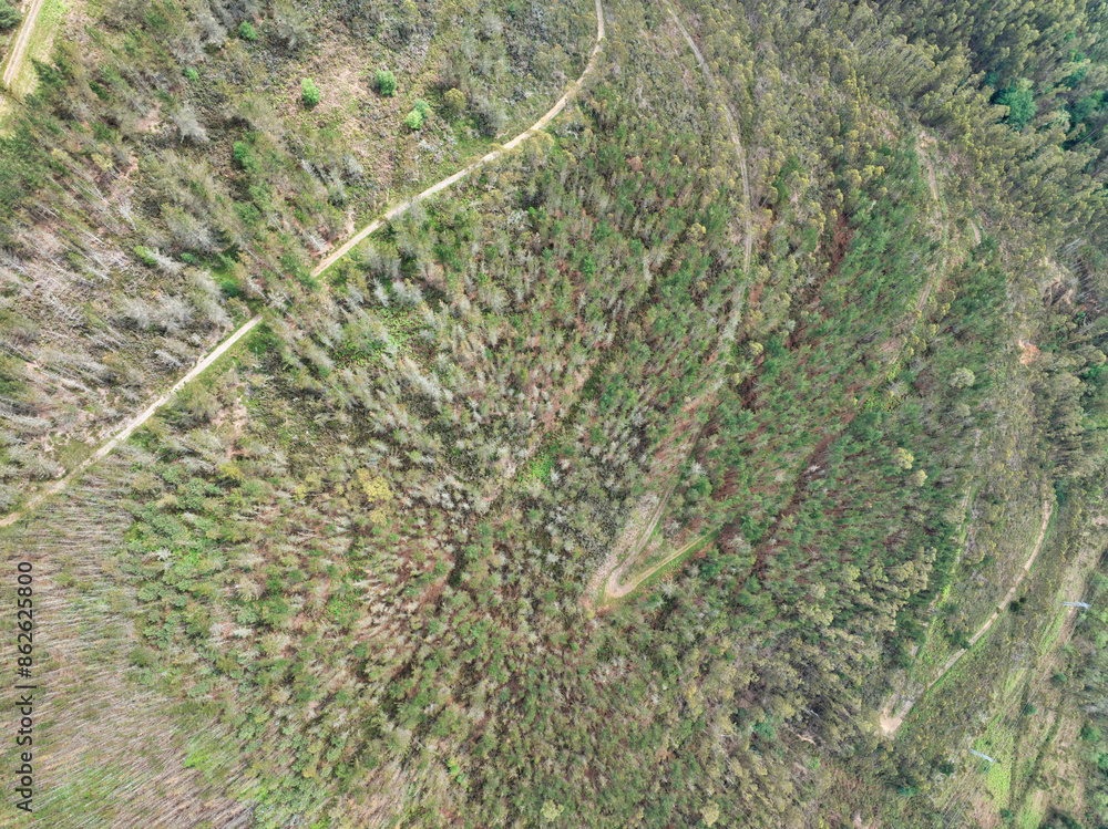 Aerial view of lush and dense forest with path and trees, Infiesto, Asturia, Spain. Aerial view of lush and dense forest with path and trees, Infiesto, Asturia, Spain.