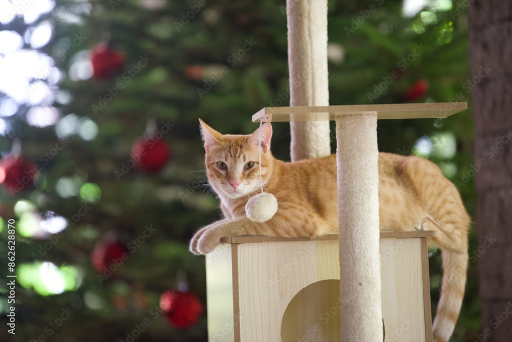 orange cat lying on scratching post in background Christmas tree