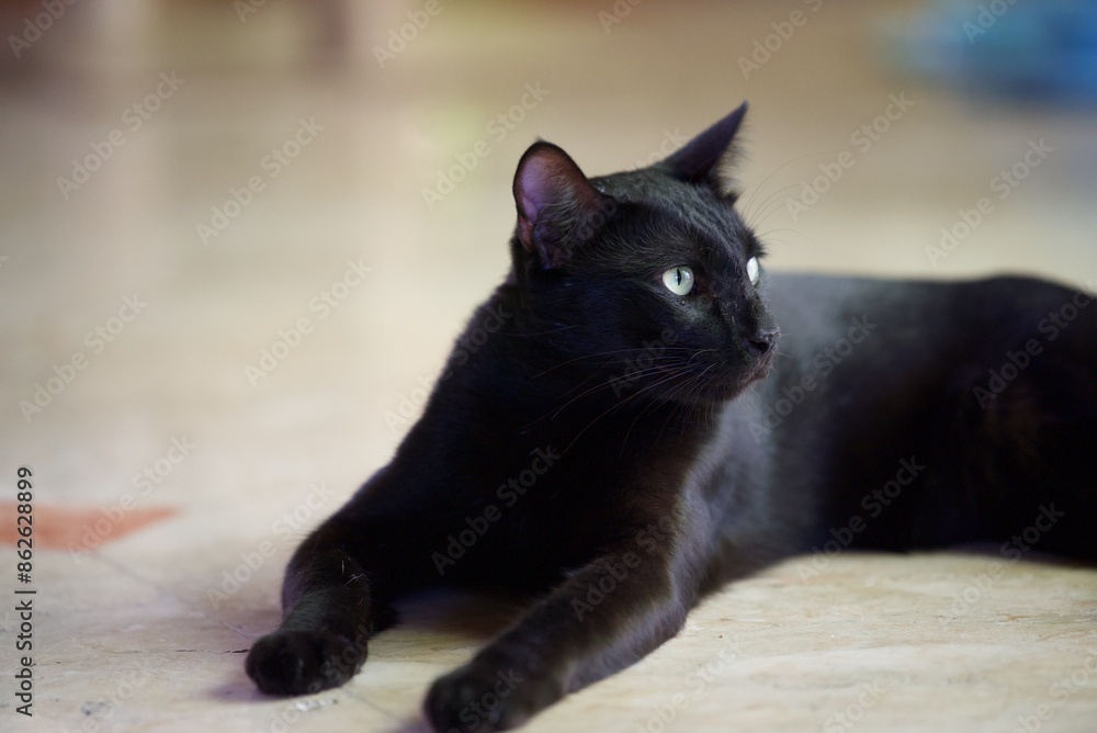 black cat lying on the sone floor