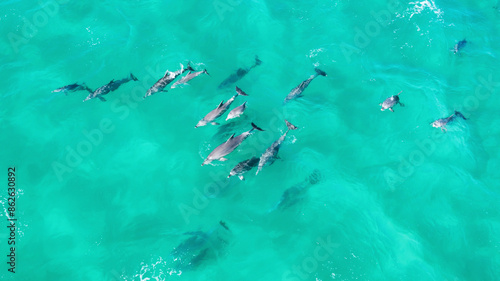 Aerial view of playful dolphins in crystal clear turquoise water, Deadmans Headland Reserve, Queensland, Australia. photo