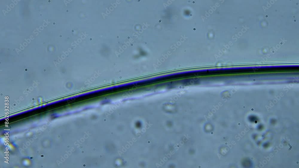 Paramesia Microscopic view of a water droplet showing bacteria, microorganisms ...