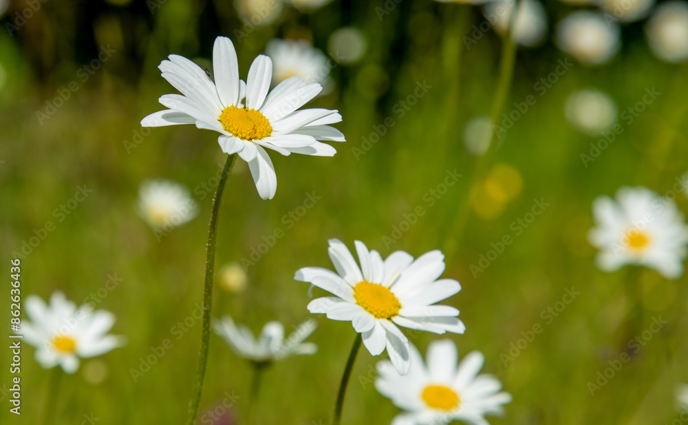 daisies in the grass daisies in the grass