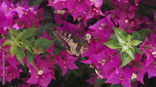 butterfly sucking pollen from buganvillea flower slow motion photo