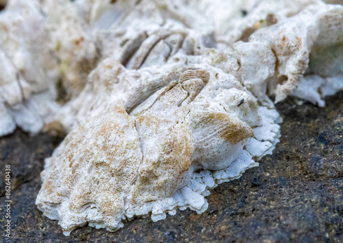 Photography Close up macro of a barnacle on a stone