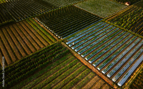 Aerial view of rice fields at sunset in Bukit Selong, Lombok, Indonesia. photo