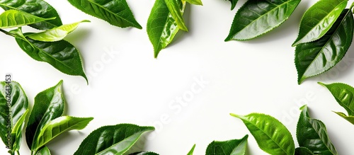 Freshly picked green tea leaves arranged in a nature-inspired frame on a white background, creating a copy space image with homegrown organic tea plantation aesthetics.