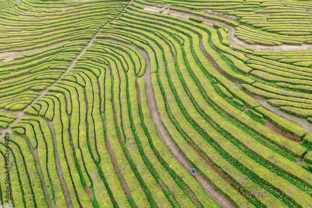 Aerial view of lush tea plantation and terrace fields, Maia, Azores, Portugal. Aerial view of lush tea plantation and terrace fields, Maia, Azores, Portugal.