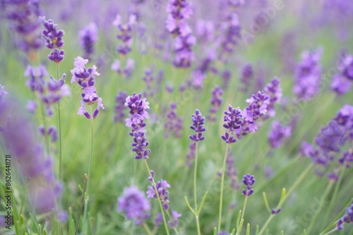 a blooming summer field with purple lavender flowers . The concept of growing medicinal plants used in medicine and cosmetology