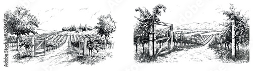 Black and white vintage clipart of a vineyard with a gate.