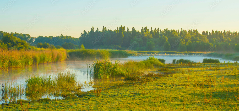 The edge of a lake with reed in wetland in summer at sunrise, Almere, Flevoland, The Netherlands, June 24, 2024 The edge of a lake with reed in wetland in summer at sunrise, Almere, Flevoland, The Netherlands, June 24, 2024