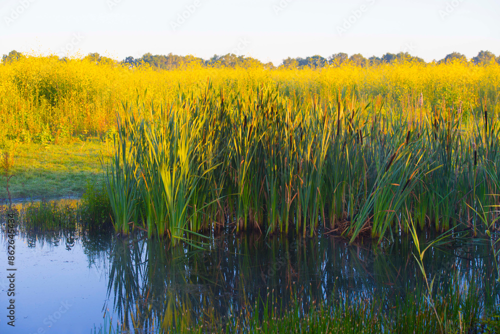 Naklejka premium The edge of a lake with reed in wetland in summer at sunrise, Almere, Flevoland, The Netherlands, June 24, 2024