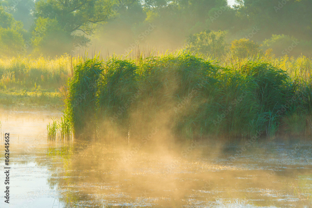 The edge of a lake with reed in wetland in summer at sunrise, Almere, Flevoland, The Netherlands, June 24, 2024 The edge of a lake with reed in wetland in summer at sunrise, Almere, Flevoland, The Netherlands, June 24, 2024