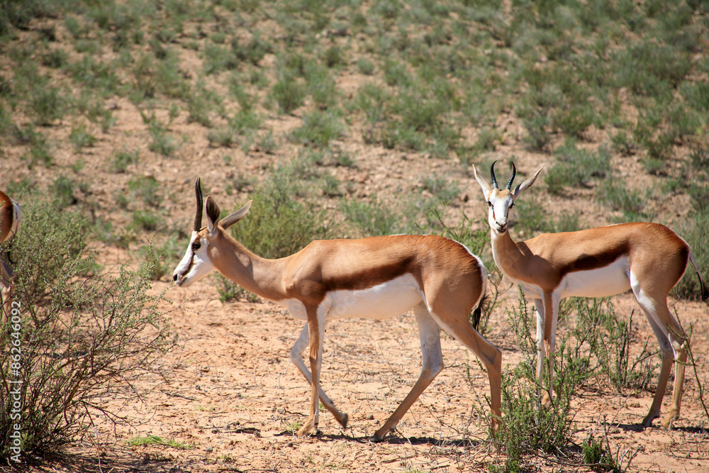 Kgalagadi Transfrontier Park one of the great parks of South Africa wildlife and hospitality in the Kalahari desert Kgalagadi Transfrontier Park one of the great parks of South Africa wildlife and hospitality in the Kalahari desert