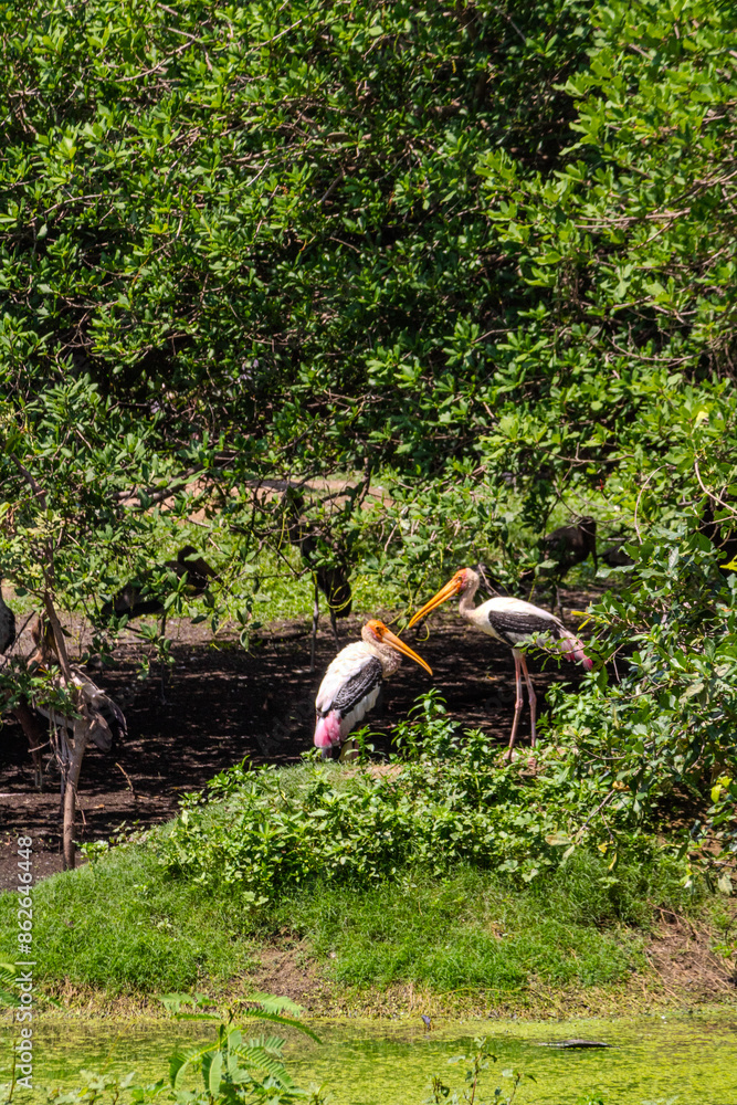 A pair of gorgeous Painted stork birds. Large painted stork with white, black and rose feather, long colorful beak. Clicked at Vedanthangal birds sanctuary, Tamilnadu A pair of gorgeous Painted stork birds. Large painted stork with white, black and rose feather, long colorful beak. Clicked at Vedanthangal birds sanctuary, Tamilnadu