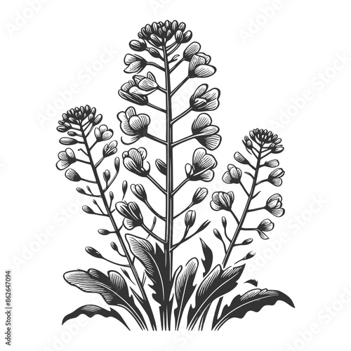 rapeseed flower and plant branch leaf sketch line art engraving generative ai vector illustration. Scratch board imitation. Black and white image.