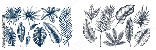 Vintage engraving illustration of palm leaves isolated on white
