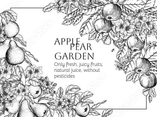 Vector border of a tree branch with blossoms and fruits. Apple and pear trees in engraving style	
