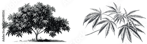 Isolated white background with a cannabis sativa male tree botanical engraving illustration clip art