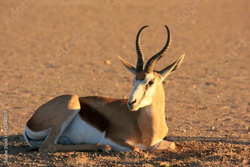 Kgalagadi Transfrontier Park one of the great parks of South Africa wildlife and hospitality in the Kalahari desert