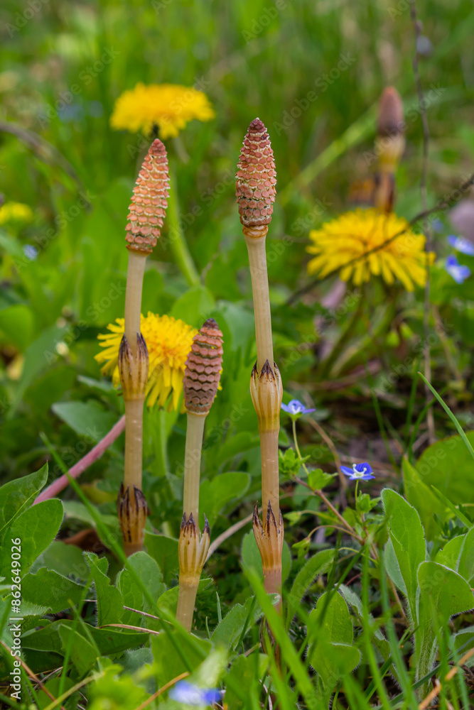Equisetum arvense, the field horsetail or common horsetail, is an herbaceous perennial plant of the family Equisetaceae. Horsetail plant Equisetum arvense Equisetum arvense, the field horsetail or common horsetail, is an herbaceous perennial plant of the family Equisetaceae. Horsetail plant Equisetum arvense