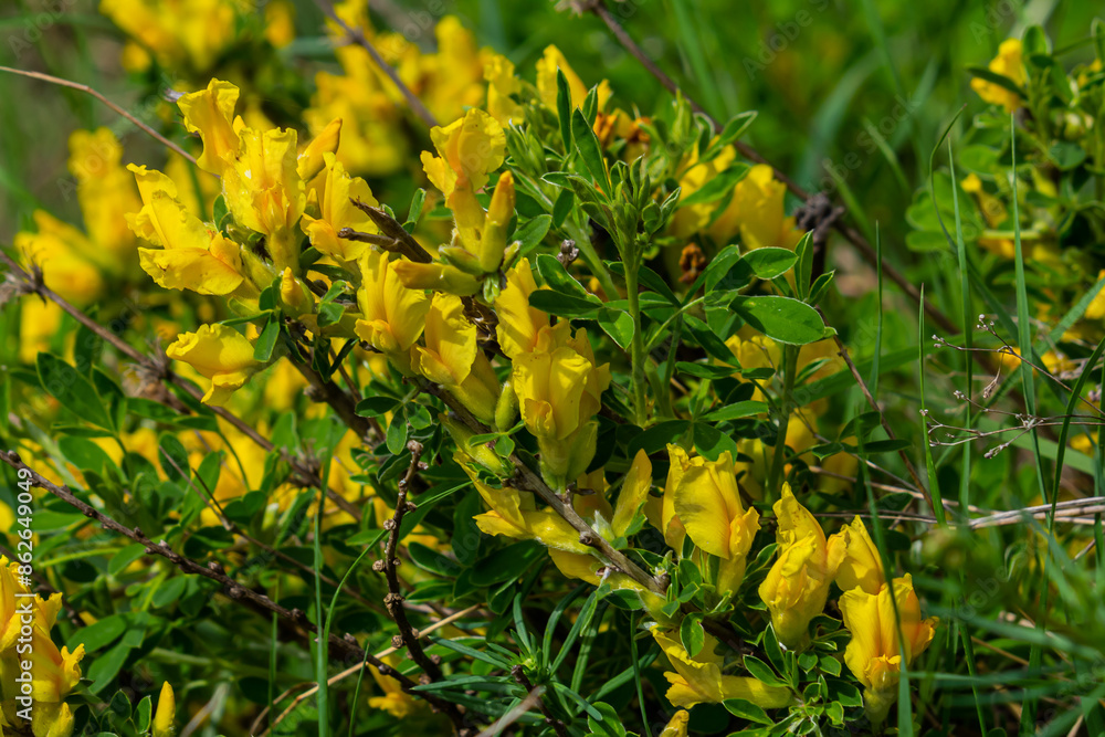 Chamaecytisus ruthenicus blooms in the wild in spring Chamaecytisus ruthenicus blooms in the wild in spring