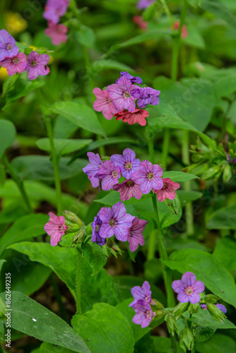 Vivid and bright pulmonaria flowers on green leaves background close up