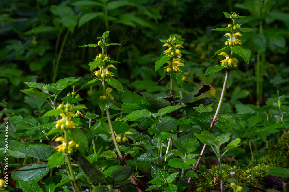 Yellow archangel plant Lamium galeobdolon with flowers and green leaves with white stripes, growing in a forest Yellow archangel plant Lamium galeobdolon with flowers and green leaves with white stripes, growing in a forest