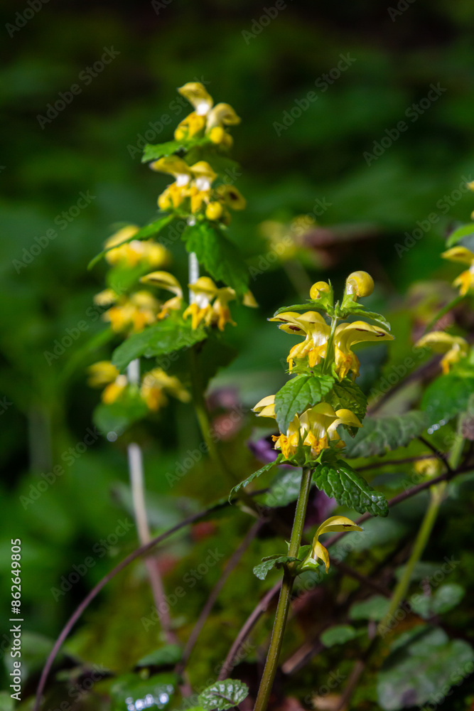 Yellow Archangel, Galeobdolon luteum or Lamium galeobdolon, detail of inflorescence. Yellow Archangel, Galeobdolon luteum or Lamium galeobdolon, detail of inflorescence.