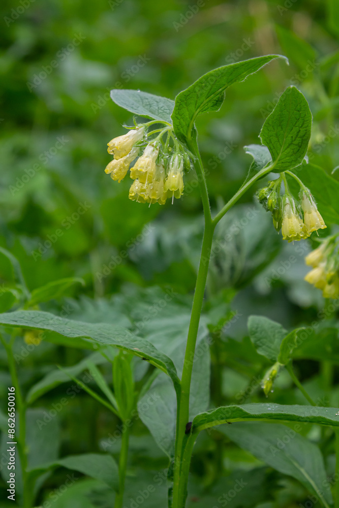 Flowering Symphytum tuberosum in the forest, spring-early summer, natural environment. Medicinal plant Flowering Symphytum tuberosum in the forest, spring-early summer, natural environment. Medicinal plant