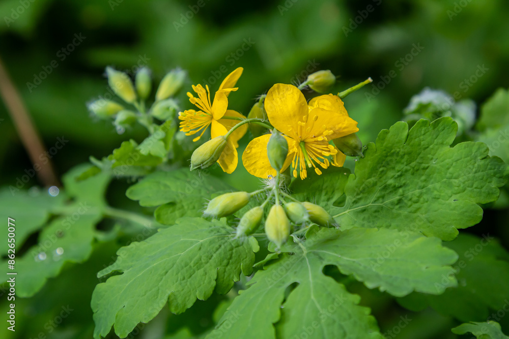 Greater celandine or chelidonium majus is a perennial herbaceous flowering plant used in folk medicine Greater celandine or chelidonium majus is a perennial herbaceous flowering plant used in folk medicine