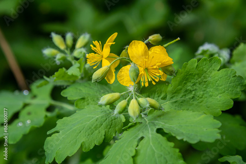 Greater celandine or chelidonium majus is a perennial herbaceous flowering plant used in folk medicine photo