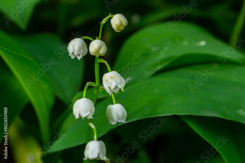 Lily of the valley, Convallaria majalis, growing wild, white fragrant flowers, detail