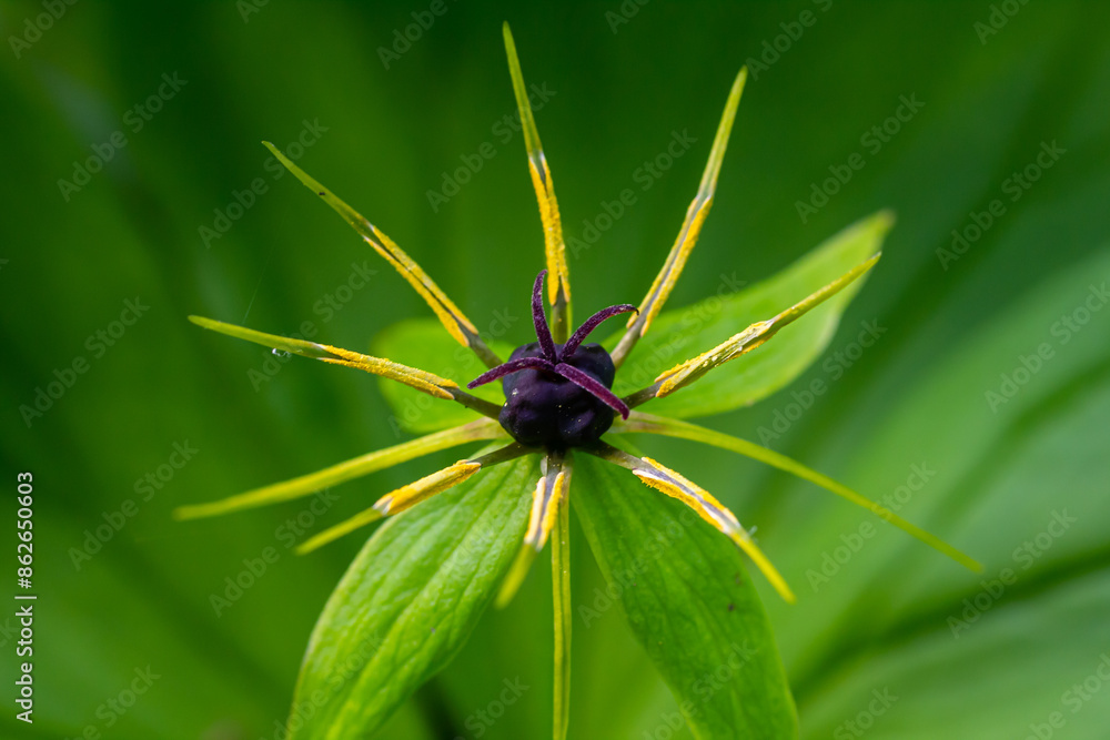 Paris quadrifolia in bloom. It is commonly known as herb Paris or true lover's knot