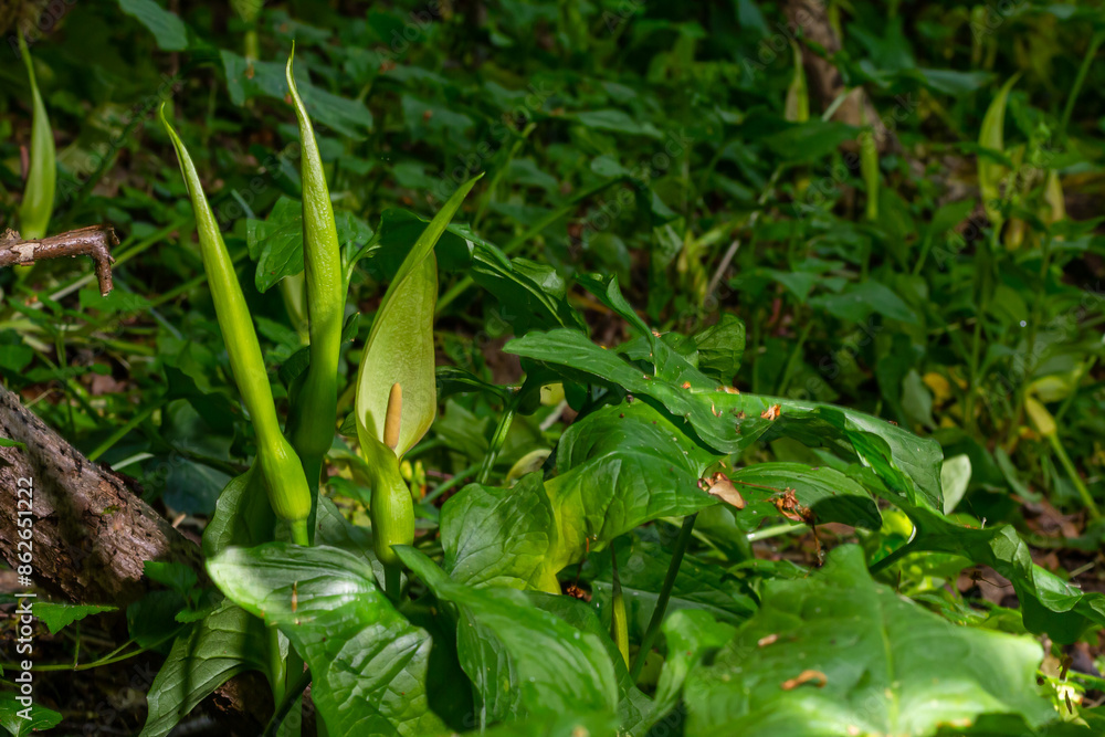 Cuckoopint or Arum maculatum arrow shaped leaf, woodland poisonous plant in family Araceae. arrow shaped leaves. Other names are nakeshead, adder's root, arum, wild arum, arum lily, lords-and-ladies Cuckoopint or Arum maculatum arrow shaped leaf, woodland poisonous plant in family Araceae. arrow shaped leaves. Other names are nakeshead, adder's root, arum, wild arum, arum lily, lords-and-ladies