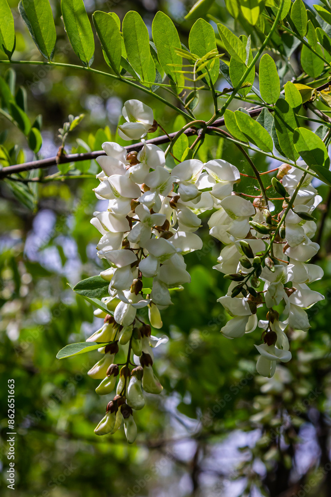 Honey bee collects nectar from white flowers tree acacia. Blooming clusters of acacia. Honey spring plant. Collect nectar. Branches of black locust, Robinia pseudoacacia, false acacia Honey bee collects nectar from white flowers tree acacia. Blooming clusters of acacia. Honey spring plant. Collect nectar. Branches of black locust, Robinia pseudoacacia, false acacia