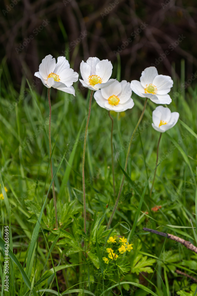 Anemonoides sylvestris Anemone sylvestris, known as snowdrop anemone or snowdrop windflower, is a perennial plant flowering in spring Anemonoides sylvestris Anemone sylvestris, known as snowdrop anemone or snowdrop windflower, is a perennial plant flowering in spring