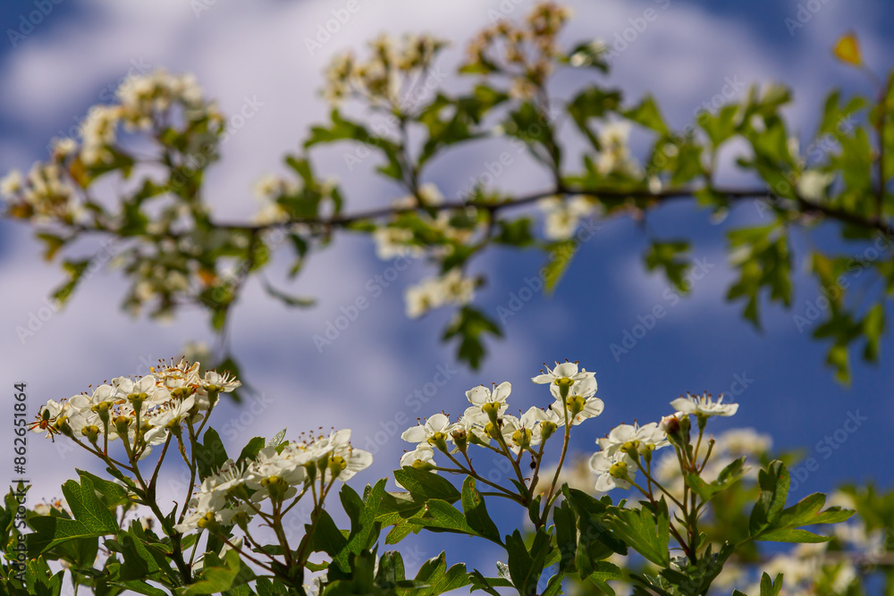 White Crataegus flowers close up in sunlight White Crataegus flowers close up in sunlight
