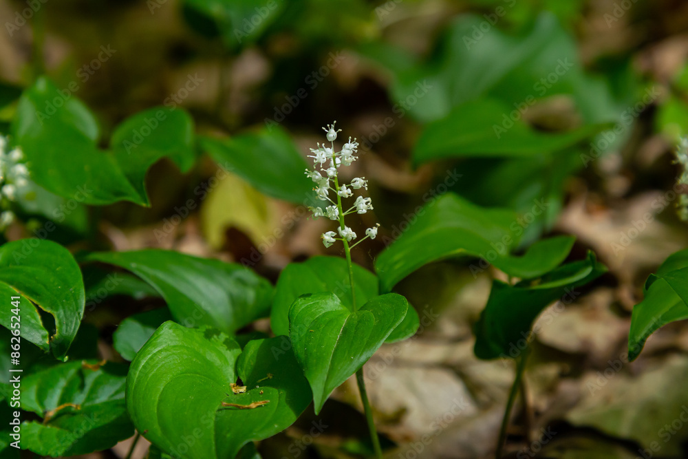 Maianthemum bifolium or false lily of the valley or May lily is often a localized common rhizomatous flowering plant. Growing in the forest Maianthemum bifolium or false lily of the valley or May lily is often a localized common rhizomatous flowering plant. Growing in the forest