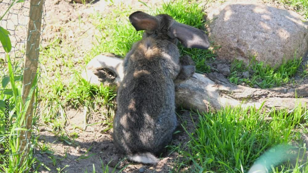 Rabbit in an enclosure at a breeding farm. Rabbits run, jump, and rest in an eco-friendly farm. Sunny day. Sustainable animal husbandry.