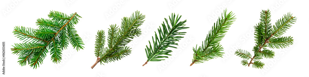 Set of christmas pine leaf branches isolated on white Set of christmas pine leaf branches isolated on white