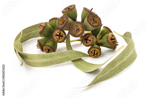 Eucalyptus leaves and fruits photo