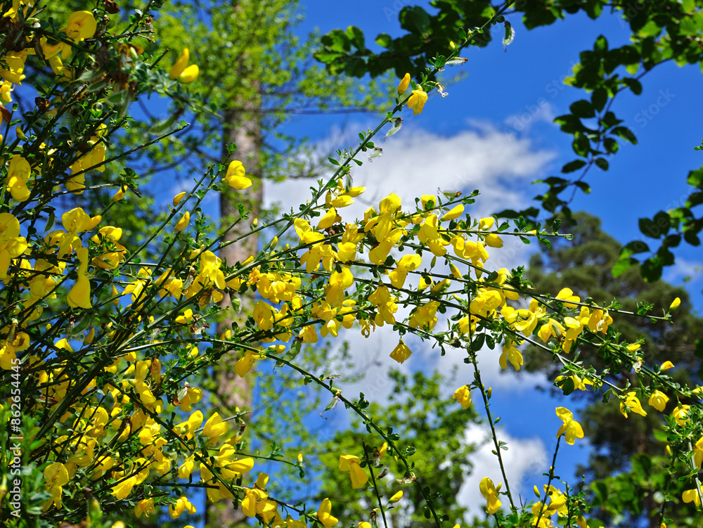 Gewöhnlicher Besenginster; Cytisus scoparius; common broom; Scotch broom; Gewöhnlicher Besenginster; Cytisus scoparius; common broom; Scotch broom;