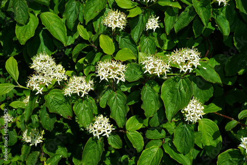 Roter Hartriegel; Cornus sanguinea; blood-twig dogwood; Blütenstand photo