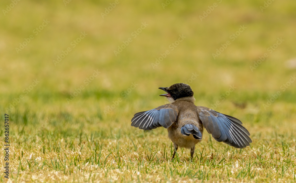 Iberian magpie juvenile in a garden in Portugal Iberian magpie juvenile in a garden in Portugal