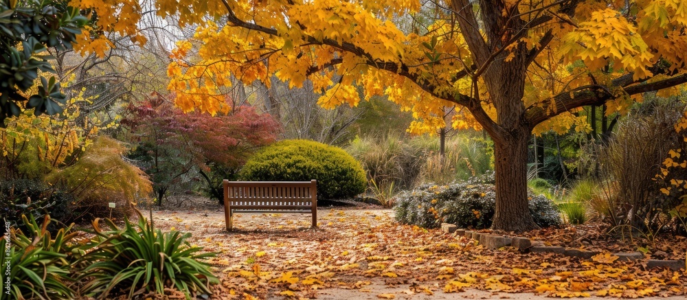 Beautiful fall scene in a garden with yellow tulip tree and American sweetgum leaves, perfect for a copy space image. Beautiful fall scene in a garden with yellow tulip tree and American sweetgum leaves, perfect for a copy space image.