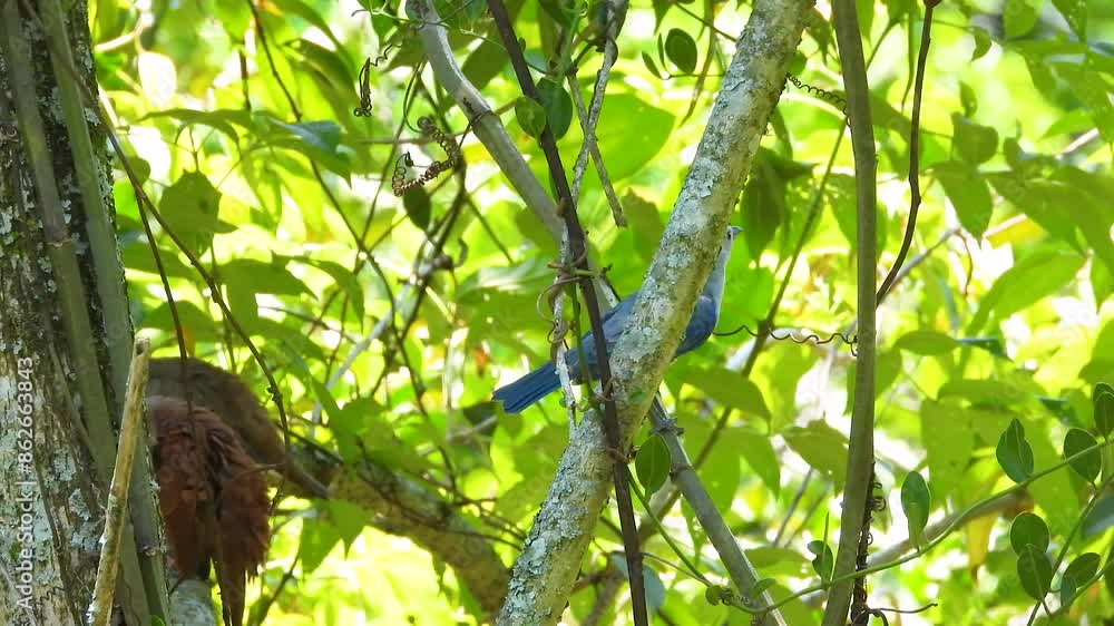 Blue-gray Tanager (Thraupis episcopus) in a jungle tree branch Blue-gray Tanager (Thraupis episcopus) in a jungle tree branch